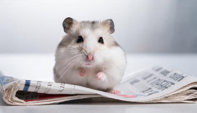 Newsletters